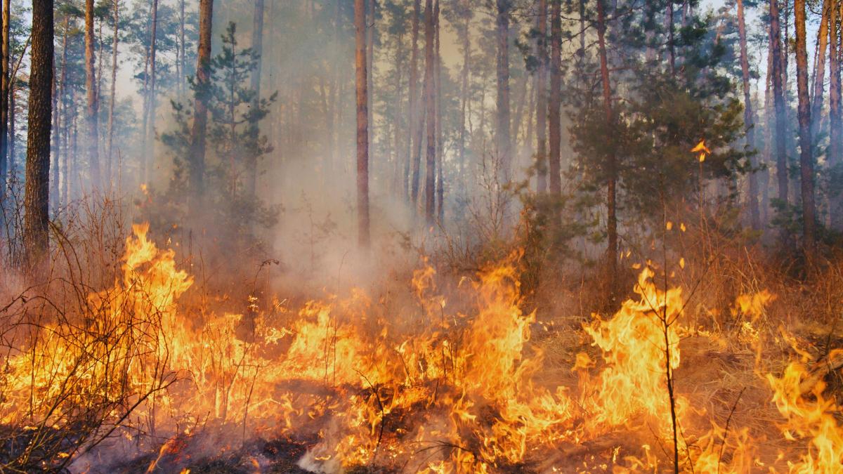 Incendie en Gironde : quand la couverture médiatique devient du bruit